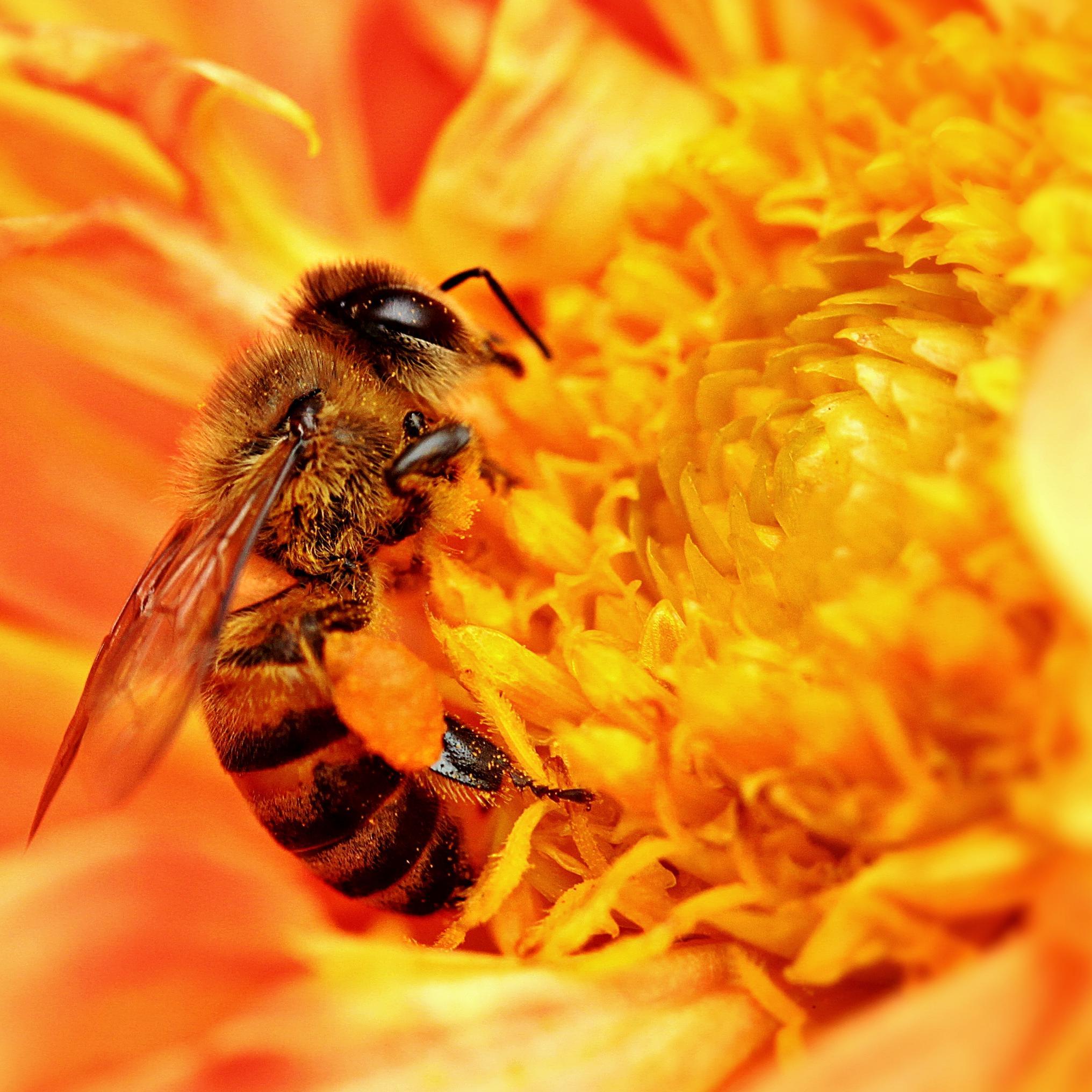 Bees are in trouble.  Lets do whatever we can to help them out.