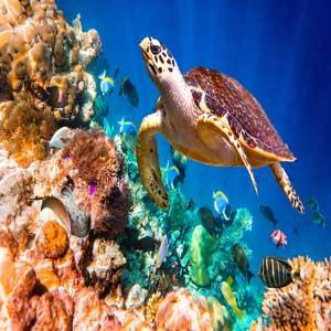#Marine / #Ocean related news/blogs collected from the web & delivered on our website. Economical, Premium #Banner #advertising available on our website.