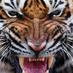 CHS Student Section (@chsss1) Twitter profile photo