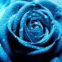 monique newman - @lovelessblurose - Twitter