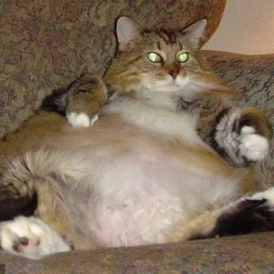 fatcatprobz_'s profile picture. 