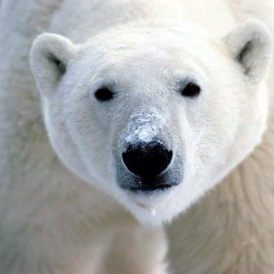 My names Percy. Fur coat swag. Fuck seals.
