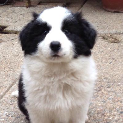 En Facebook nos encuentran en Bordercolliechile & Best of Batist (no se deje engañar por malas imitaciones)
