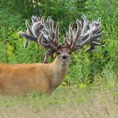 alexanders deer union... #ifitshumanimzoomin