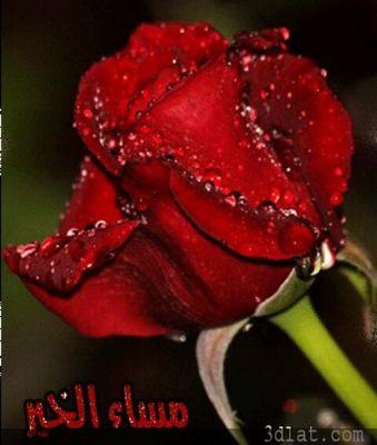 ‏‏(( سبحان الله وبحمد .عدد خلقه ورضى نفسه))