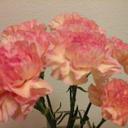 Donna Jean  - @DonnaMatchett - Twitter