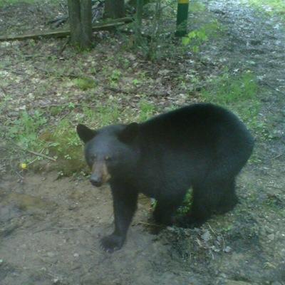 PennMountains's profile picture. 