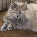 Debbie Kagan - @ddkagan1 - Twitter