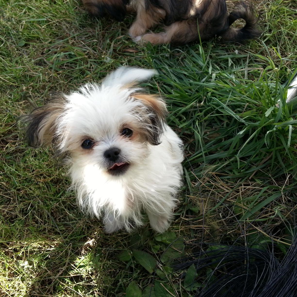 wehauler's profile picture. This planet has shrugged off glacial & interglacial periods, dinosaurs, asteroid hits, Big Extinctions & Little Extinctions. I'm sure it can shrug off Homo Saps