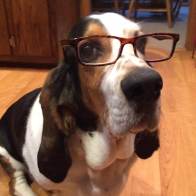 awsome basset hound living in Greendale, Wisconsin, United States.