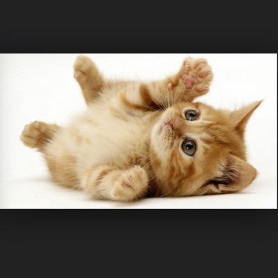 life is a struggle. I just want to cuddle.