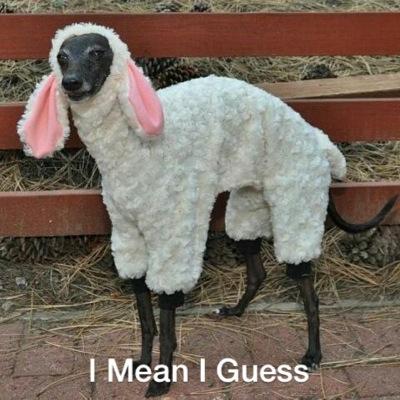 DogsTalkingShit's profile picture. Dogs in Sweaters Talking shit! account just started so follow and retweet! dogsinsweaterstalkingshit@gmail.com