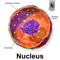 Nucleus (@centerofthecell) 's Twitter Profile