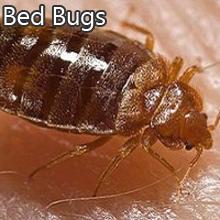 http://t.co/Ahb9Du3mHt Complete Pest Control 516-858-4515 Rockaway NY Queens New York Bed Bugs, Fleas & Ticks, Rodents & Mice,