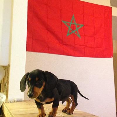The only mini dachshund to successfully gain 600+ followers on twitter! Co founder of Wine Wednesday at Mark's/Signed to Camel Gang Ent. #Caesar2k14 #SigNu