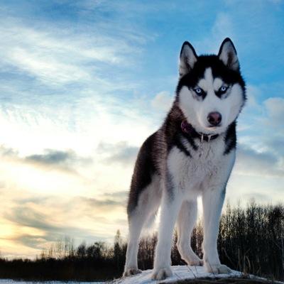 dm pics of your dogs!!!!