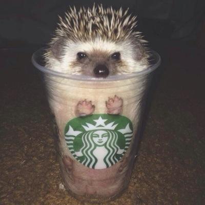 Who doesn't love hedgehogs?