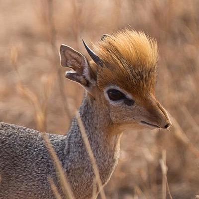 yaboyDIKDIK's profile picture. dik so bomb yo bitch says it twice.