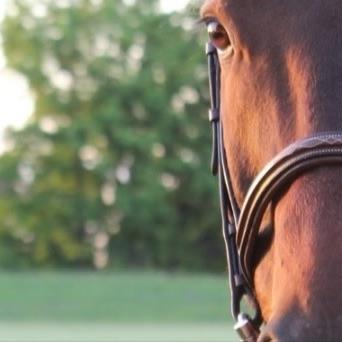 Unique one-of-a-kind #equine themed fine art & keepsakes for gifting & treasuring! We're horse lovers,riders,nature & trail conservationists. #horses {No Lists}