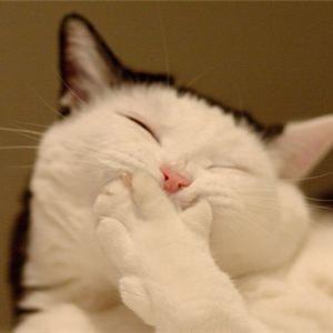 i love cats!