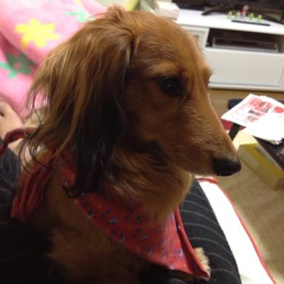 北見 野良犬 ベース