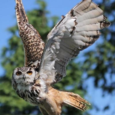Chris Miss'em🤓🦅🦉