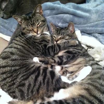 MerryandPipCat's profile picture. Merry the cat- RIP my brother Pippen :( Mom is @suzanneyf follow her too! Merry is a 2 yr old boy who loves Grumpy Cat, his kitty cousins, toys, and food.