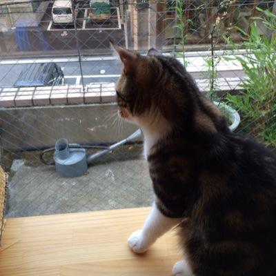 らむやみ Profile