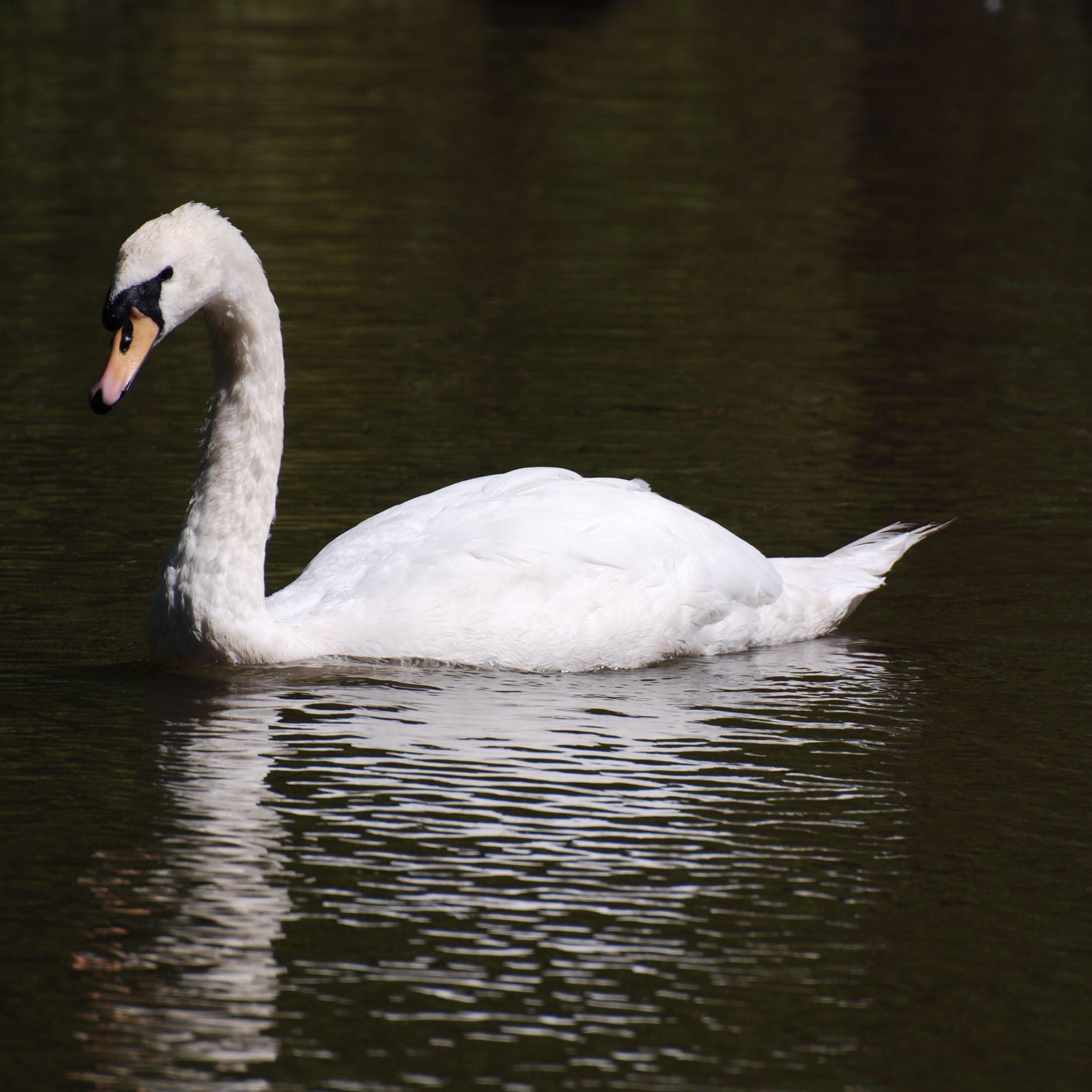 StratfordReview's profile picture. Winner of tickets for life to the Stratford Festival. Theatre reviews.