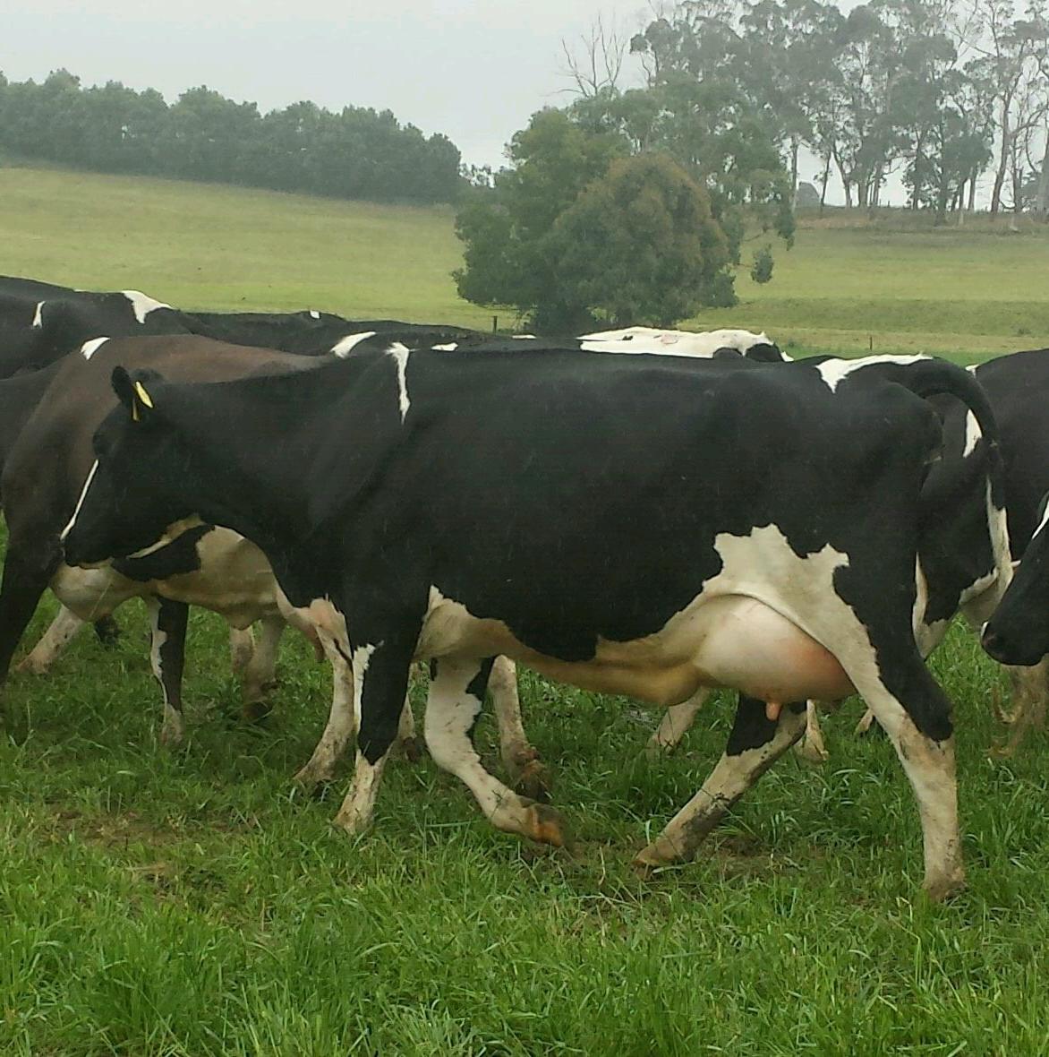 Mastitis Detector. My own thoughts- experiences.
Passionate about; Cow Health, along with Proven Production Results!
Dairy Worker 35 years