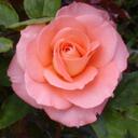 Debbie Stone - @tchnluvkdz - Twitter