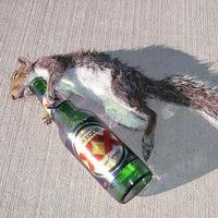 Deep House Squirrel (@deephousesquiza) Twitter profile photo
