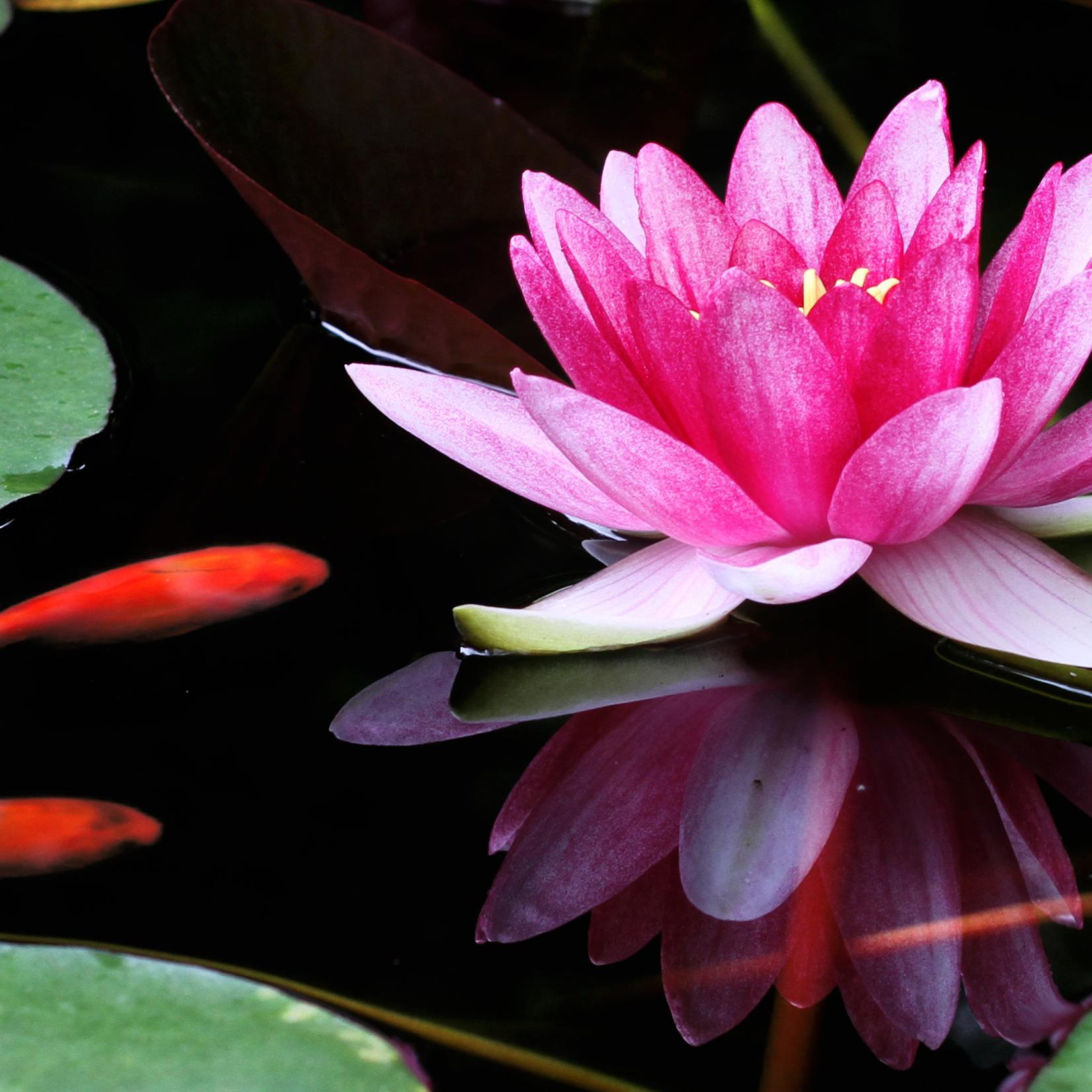 AhasuLLC's profile picture. Our mission is to create and provide quality products and brands made in the U.S.A. while bettering society in the process.