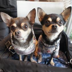 ぎんぴぃ 銀牙 珀狼 桜牙 銀牙と桜牙 Instagram T Co Nve5gtdeos ブログ T Co Wlhktvskwf 愛犬 Chihuahua Chihuahualove Chihuahuasofinstagram 多頭飼い ワンコ インスタグラム 極小チワワ ブルータン スムースチワワ