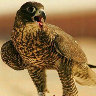 abdullah1047's profile picture. توكل على الله