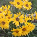 unofficial - @skip_ewing - Twitter