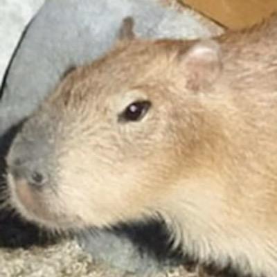 osaai_a's profile picture. オタク的な話題やリツイートをよくします。 無言フォロー失礼します！TRPGとソシャゲの話題が多いです！よろしくお願いします。 某会の方いろいろ→@osa_ia