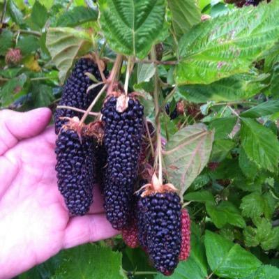 All things berries or science. Opinions are my own
