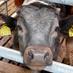 swissbeef.ch (@swissbeef_ch) Twitter profile photo swissbeef.ch (@swissbeef_ch) Twitter profile photo
