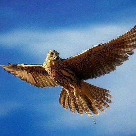 joseantoniocmf2's profile picture. 