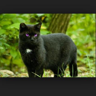 purplestar210's profile picture. I am leader of my clan. don't be afraid of ShadowClan anymore we are here to help
(merry Christmas!)(RP)