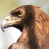 GiorgioS (@giosca63) 's Twitter Profile Photo