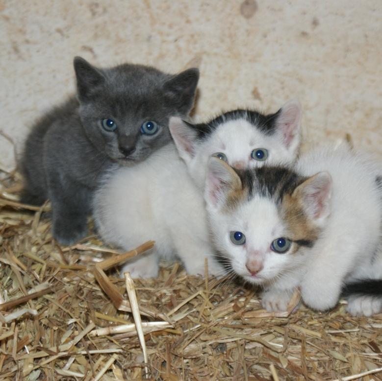 How_many_cats's profile picture. The follow up to the bestselling @AlpacaBook 
Seriously Mum, How Many Cats?
#memoir