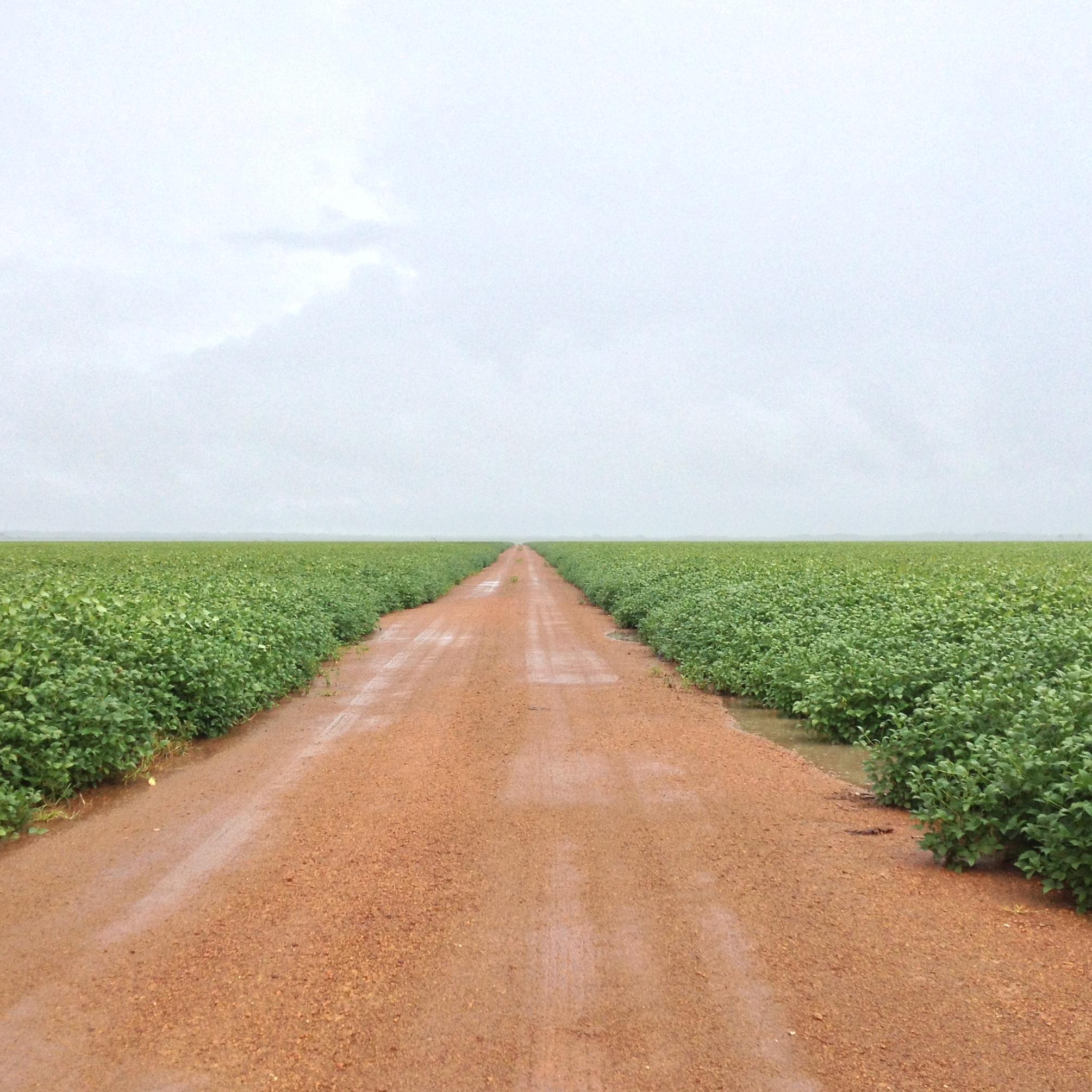 Musings on commodity markets, specifically those that you can eat, wear and bet on