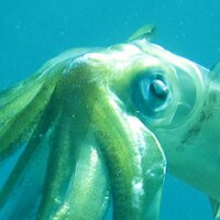 Tim Nicol (@happy_squid) 's Twitter Profile