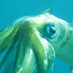 Tim Nicol (@happy_squid) Twitter profile photo