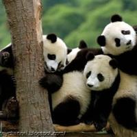 Smithsonian's Zoo (@nationalzoodc) Twitter profile photo