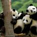 Smithsonian's Zoo (@nationalzoodc) Twitter profile photo