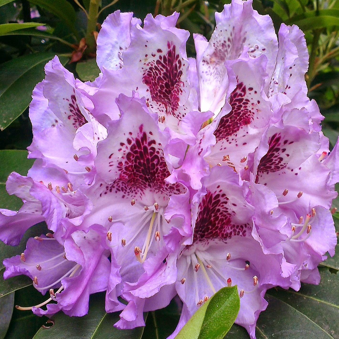 VanDusen_Seeds's profile picture. 