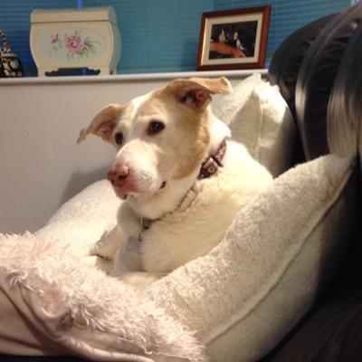 Short sighted rescue dog from Dogs Trust. I have haemolytic anaemia which is an auto-immune disease. Went over rainbow bridge 2nd March 2016